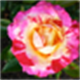 lycaste
