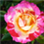 ryan120504@gmail.com