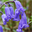 bluebell