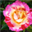 shah_k