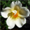 sorin.moisa