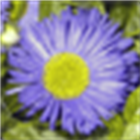 dreyes_21