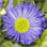 steveh7nz