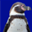 penguintutor