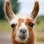 FriendlyLlama