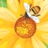 Save The Bees Design Challenge