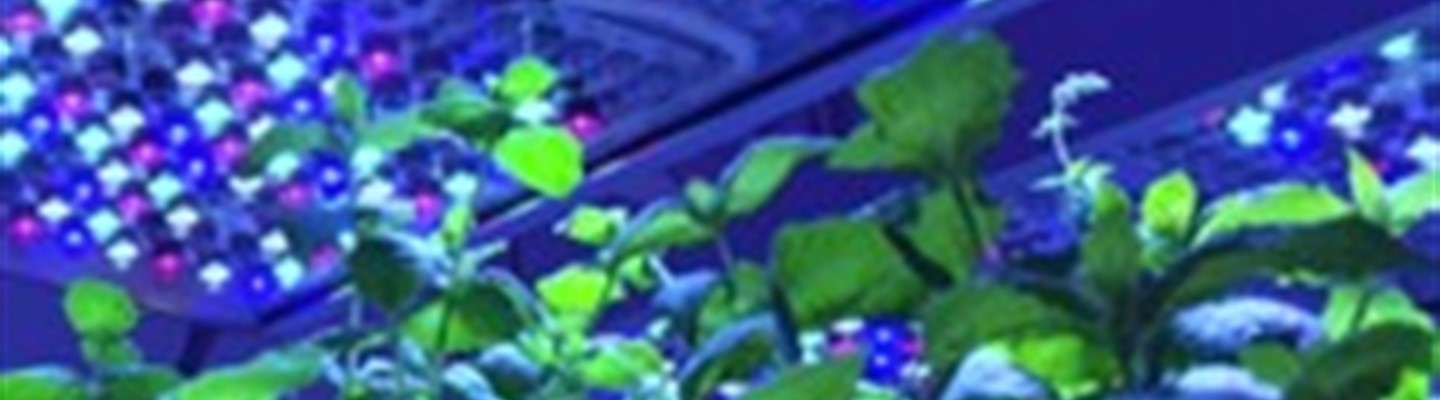 Close up of leafy green plants under blue LED lighting in an indoor setting