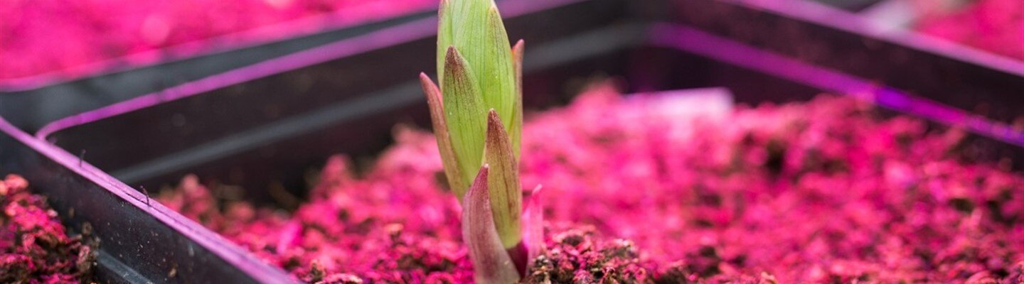 The purpose of red LEDs in horticulture