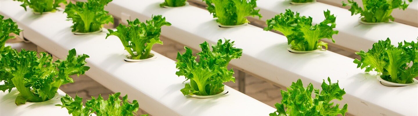 Learn about Controlled Environments in Agriculture (CEA)