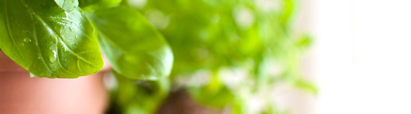 Light Measurements in Horticulture