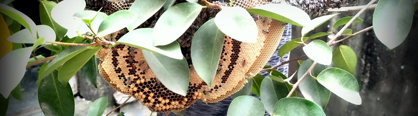 04 Blog: "Be the Savior for BEE the Savior" - Software and Final Setup