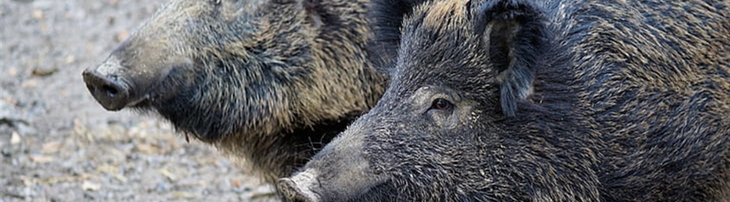 Exploring hidden extremes of sheltered environment - extra blog 2 - dispatching hogs (RPI temperature inside of enclosure)